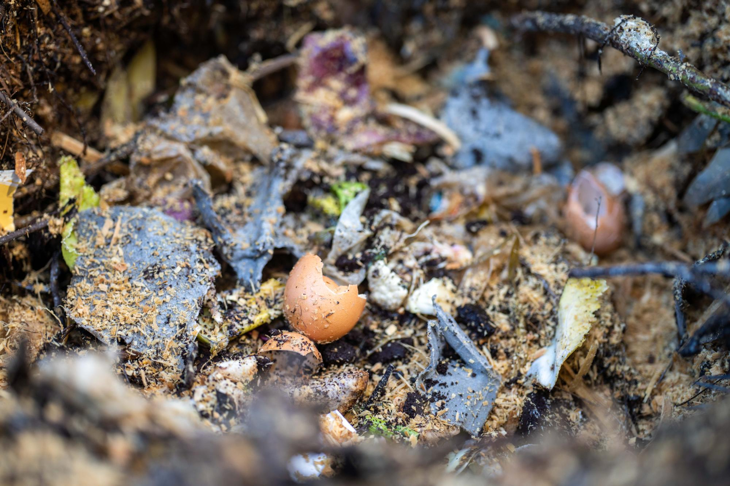 How to Compost Chicken Poop the Right Way: My Simple Backyard Method for Rich Garden Gold
