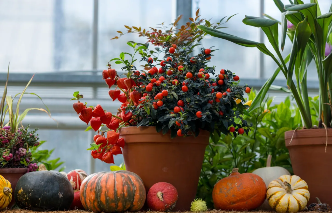 autumn container planting