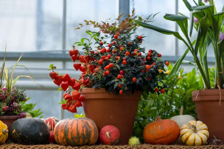 autumn container planting