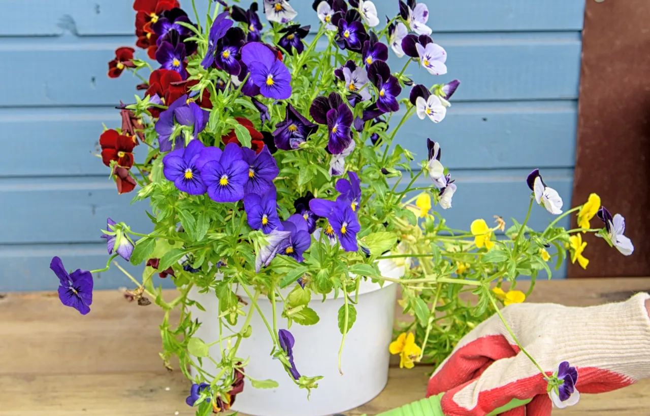 butterfly bush in container