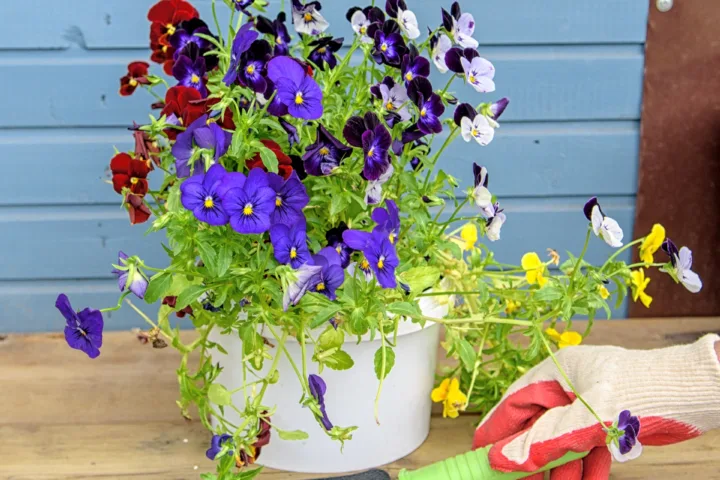 butterfly bush in container