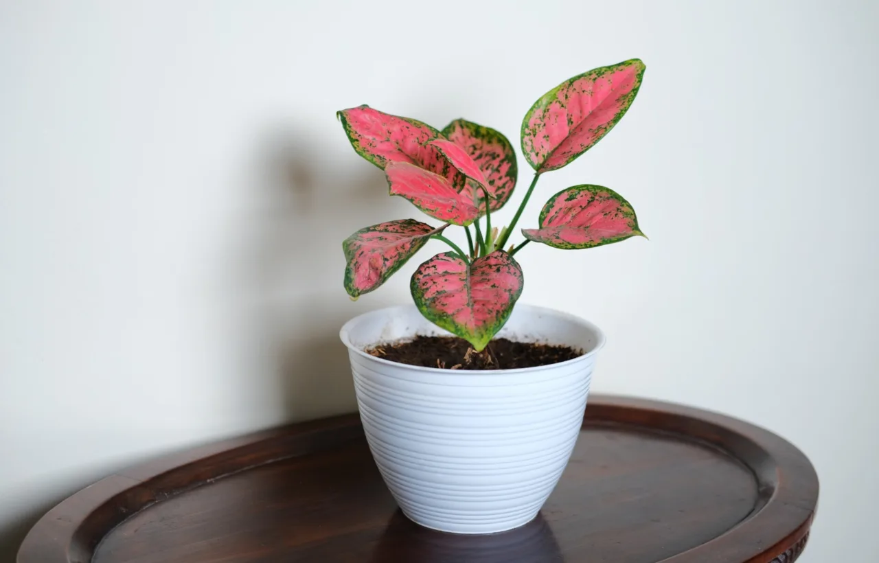 caladium container ideas