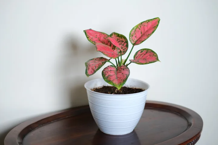 caladium container ideas