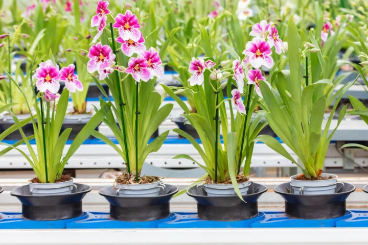 canna lily container