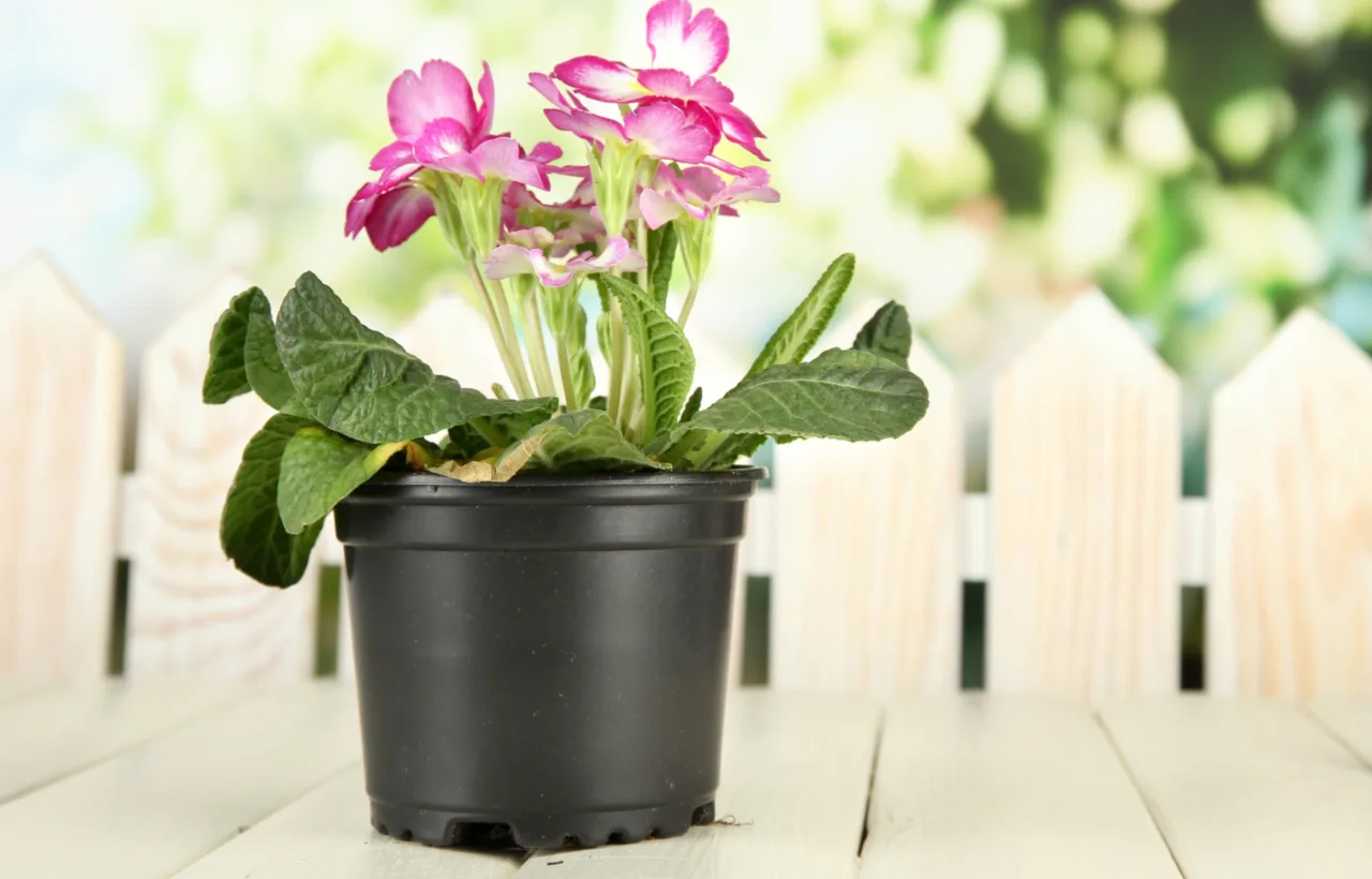 canna lily container pots