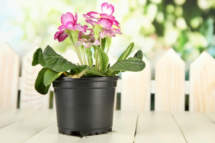 canna lily container pots