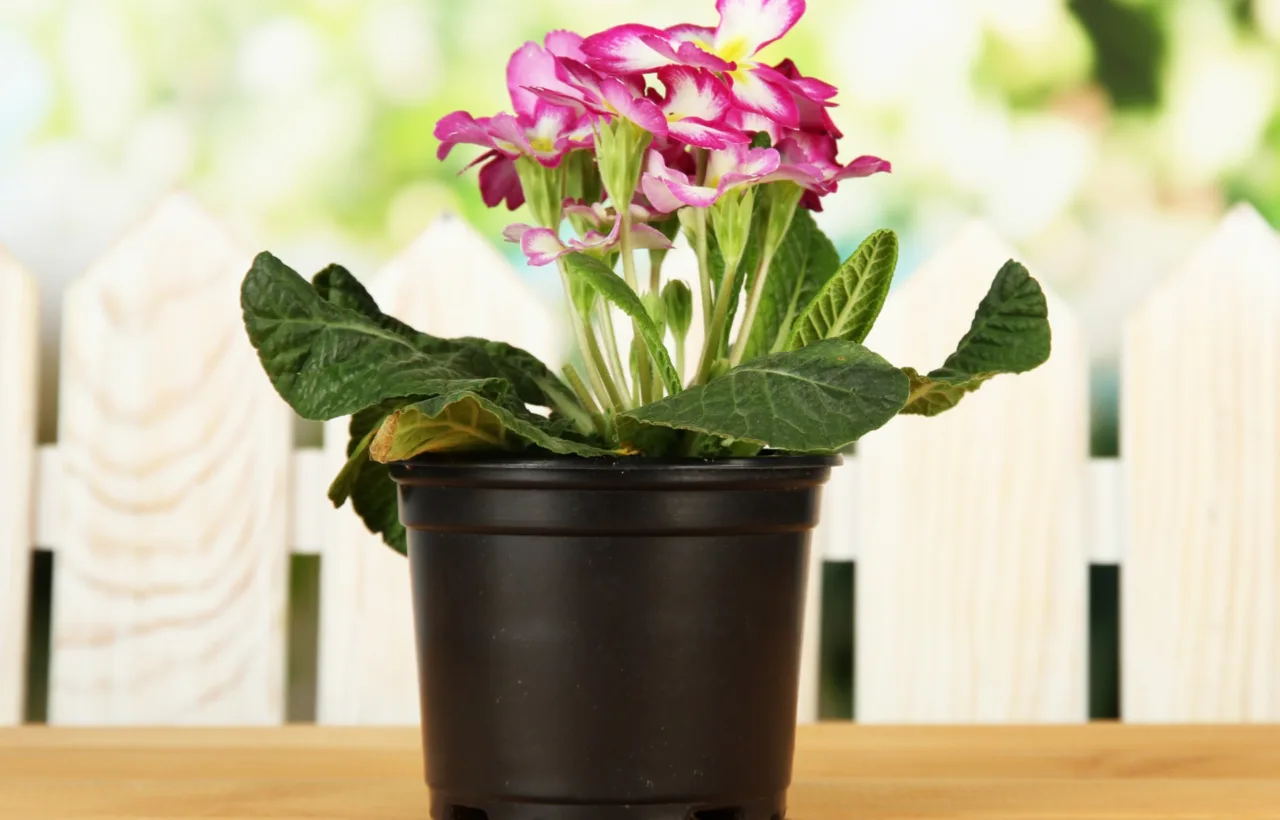 canna lily container pots ideas