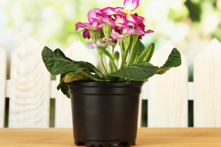 canna lily container pots ideas