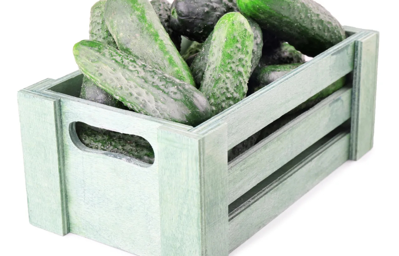 container cucumbers