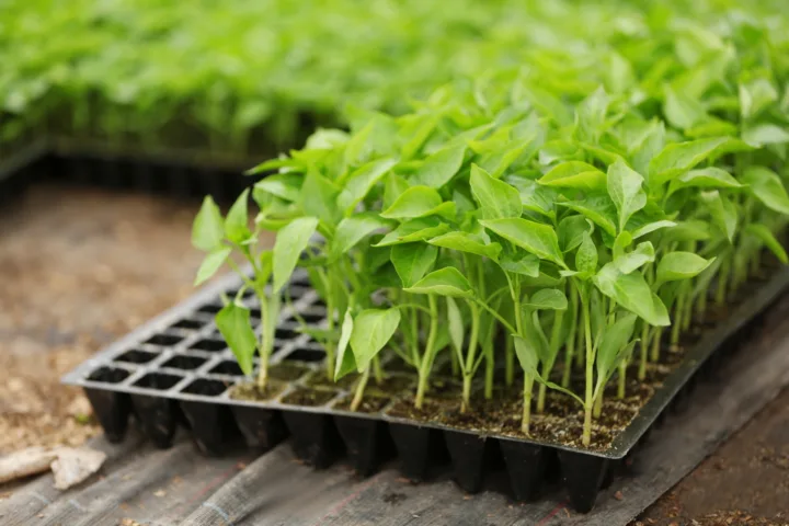 container farm
