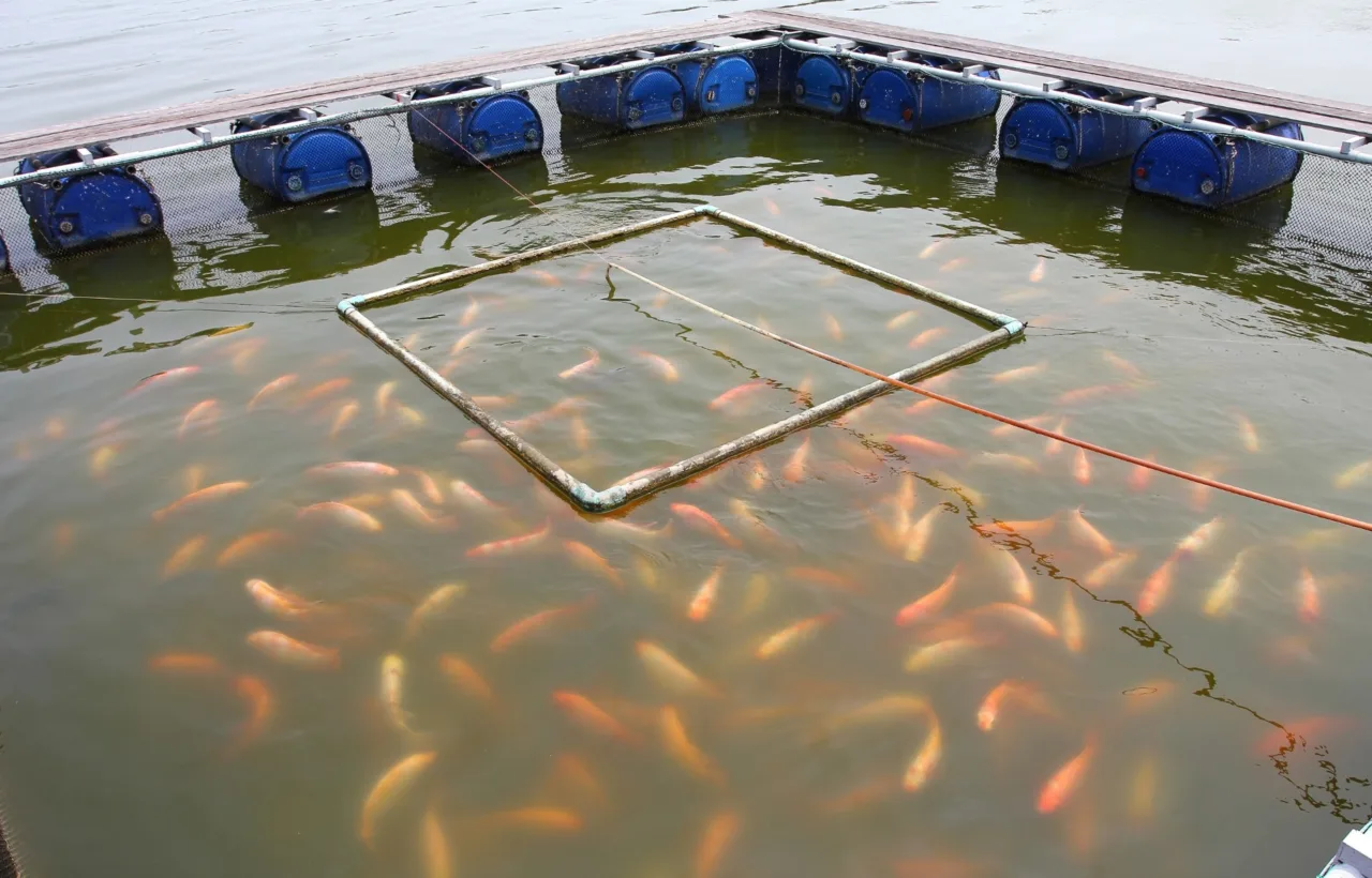 container fish pond