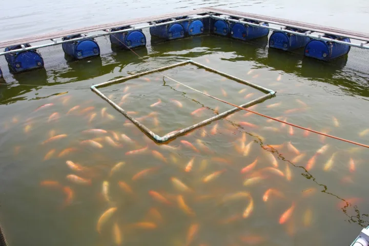 container fish pond