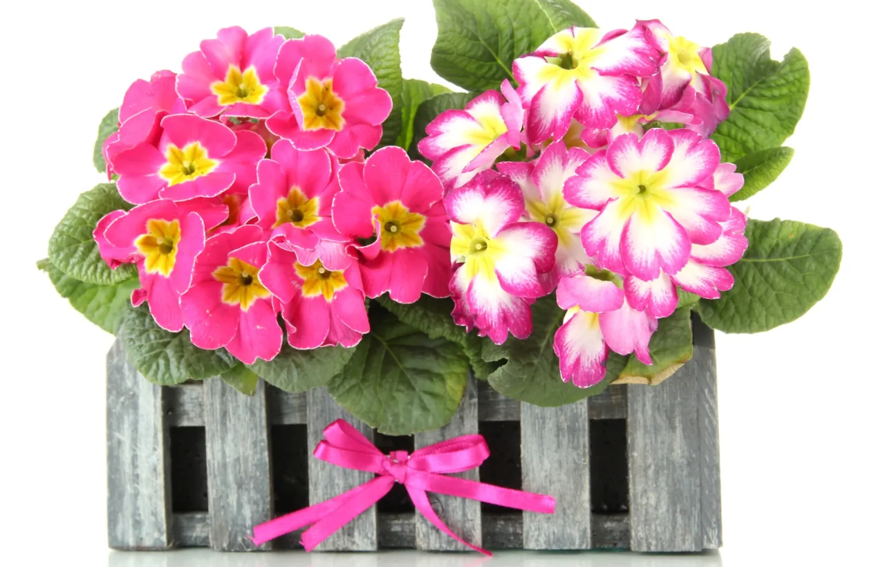 container flowers