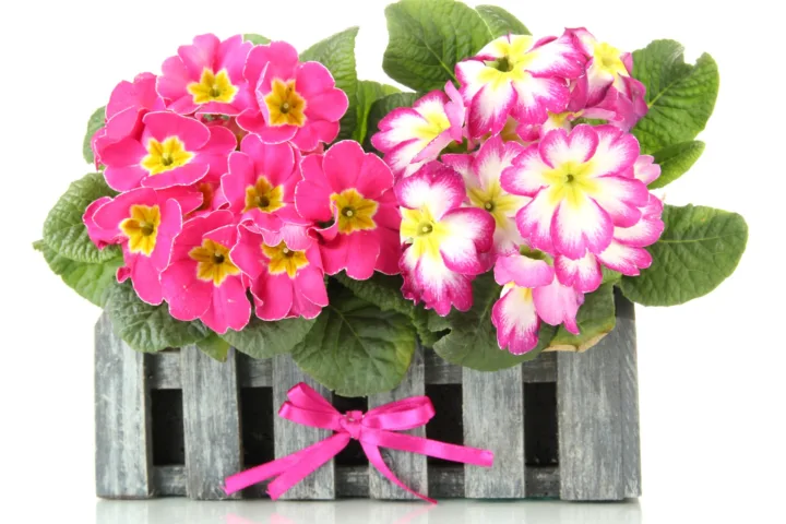 container flowers