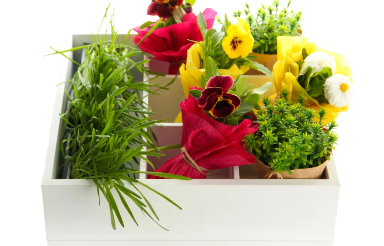 container flowers combinations