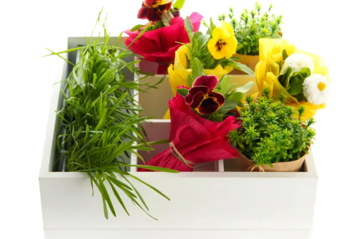 container flowers combinations