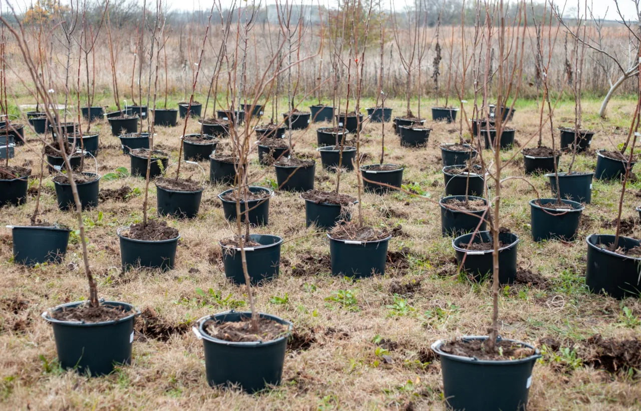 container fruit trees