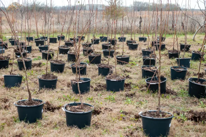 container fruit trees