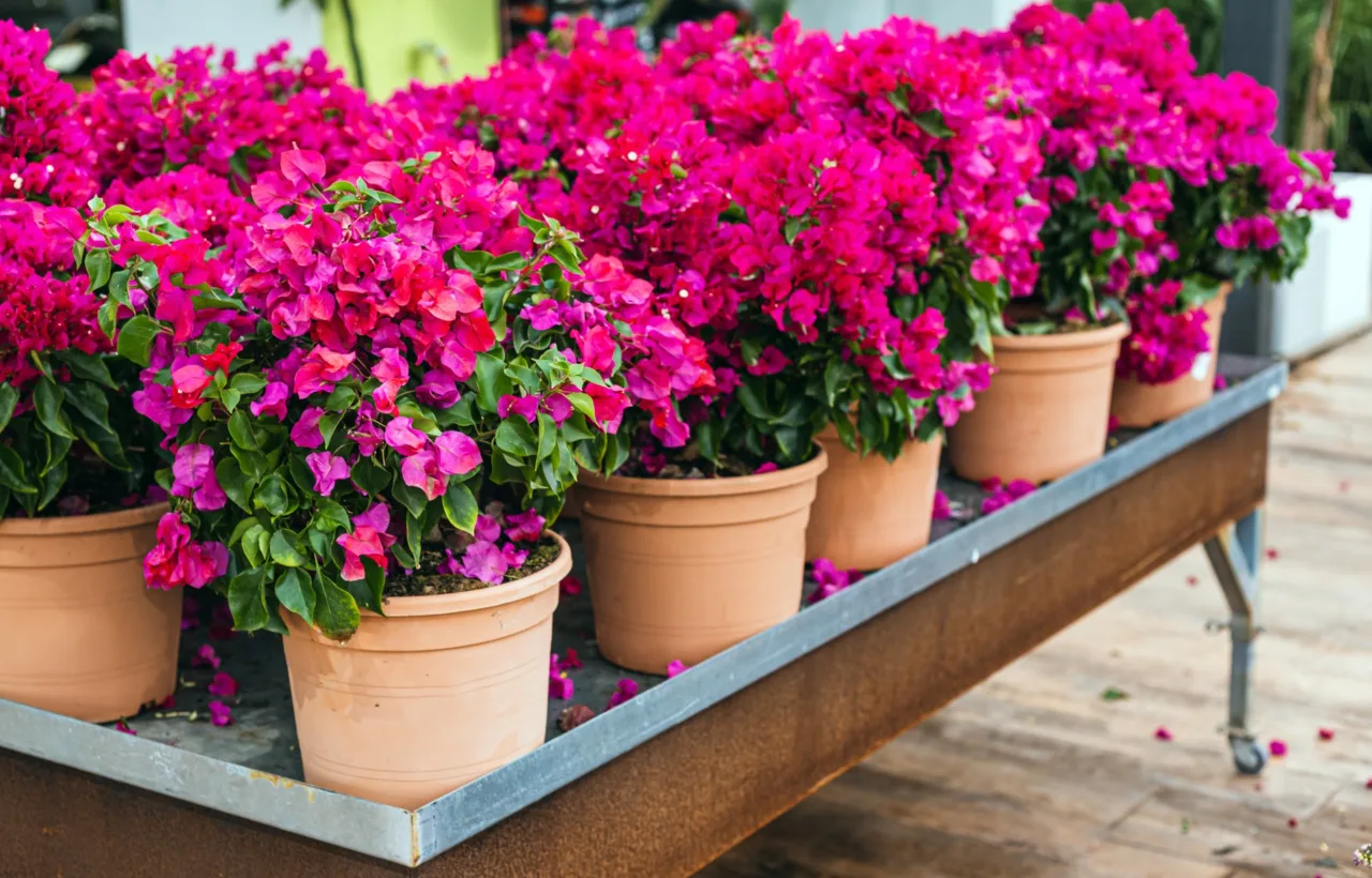 container garden