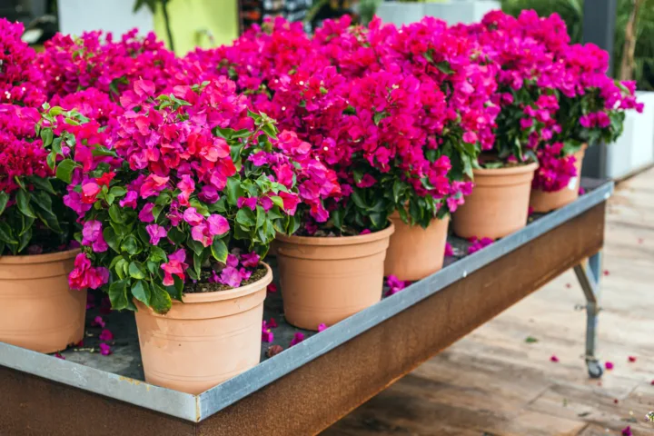 container garden