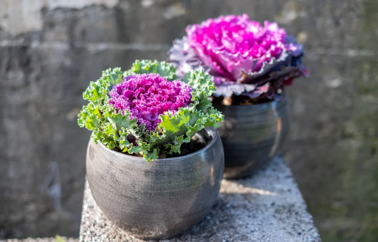 container garden design ideas