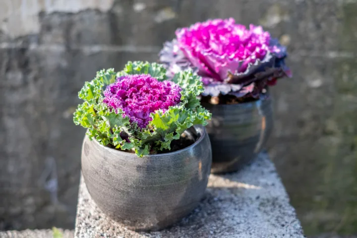 container garden design ideas