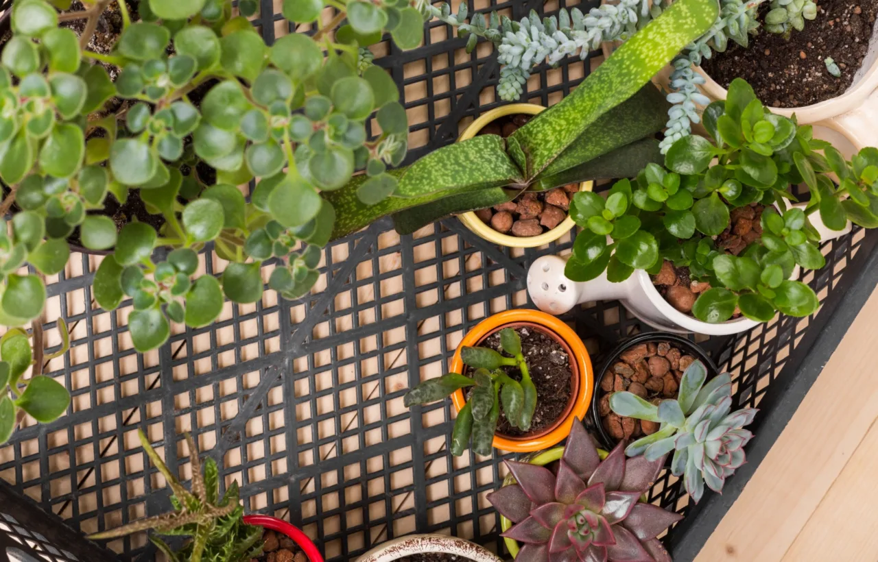container garden layout