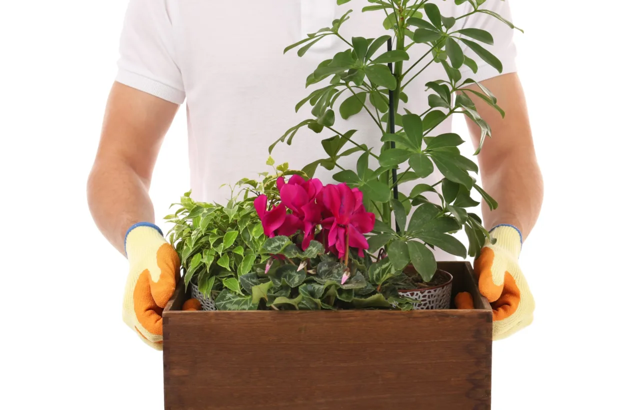 container gardening