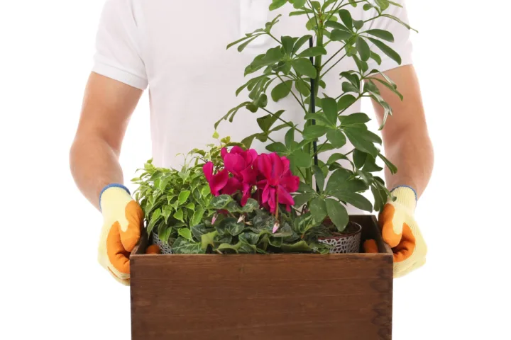 container gardening