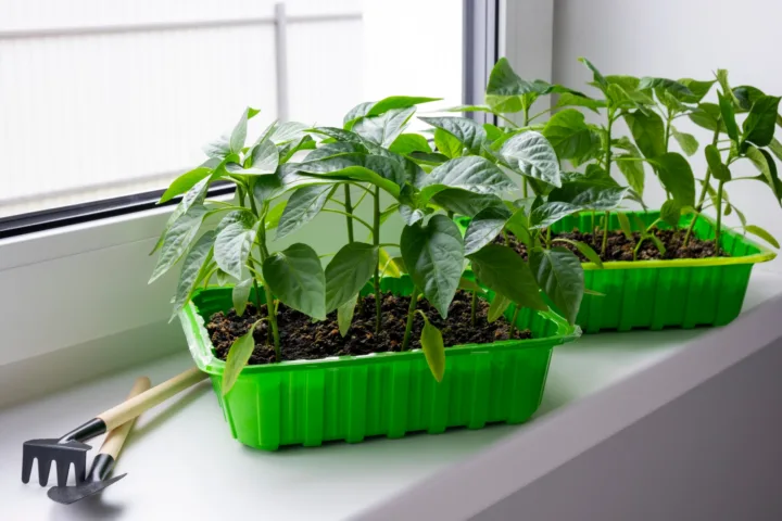 container gardening vegetables