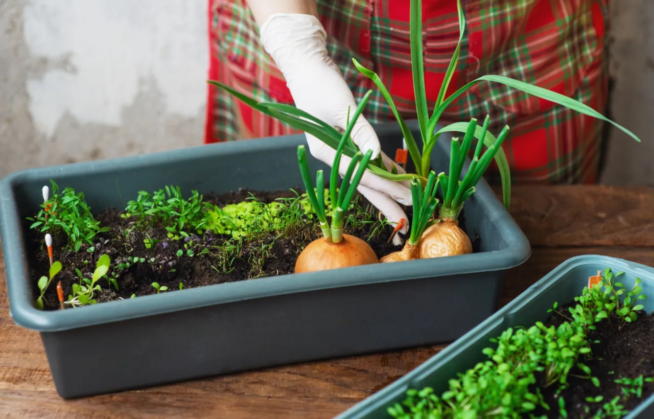 container gardening vegetables layout