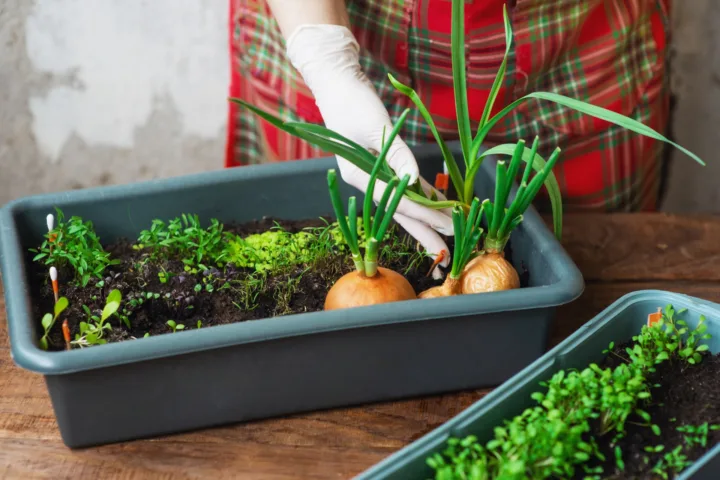 container gardening vegetables layout