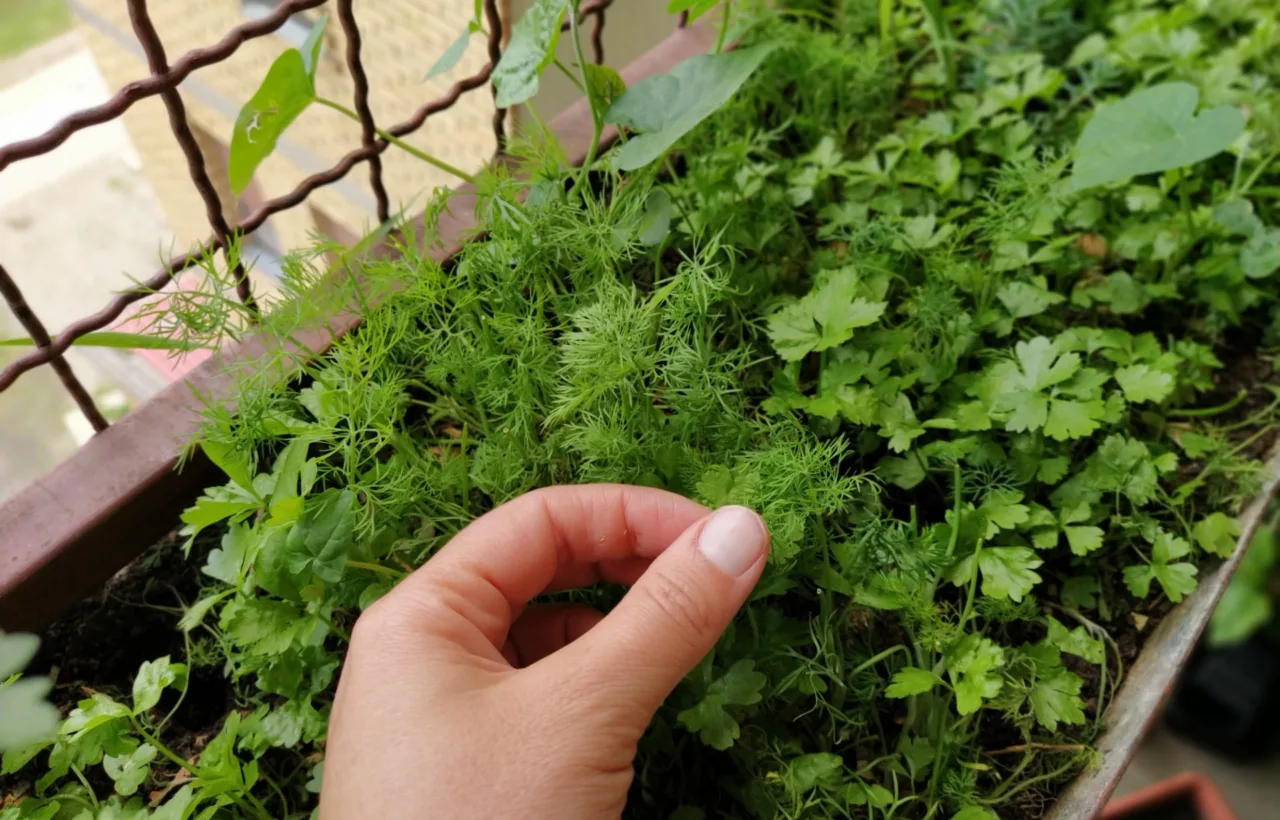 container herb garden ideas