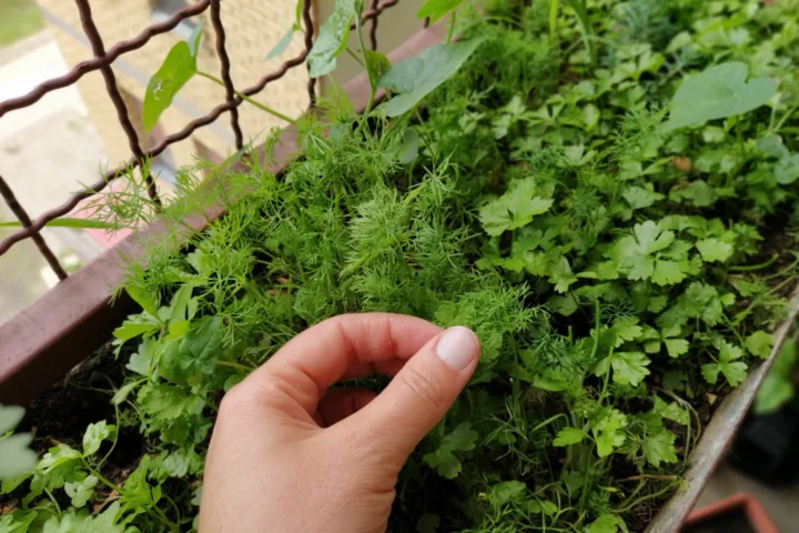 container herb garden ideas