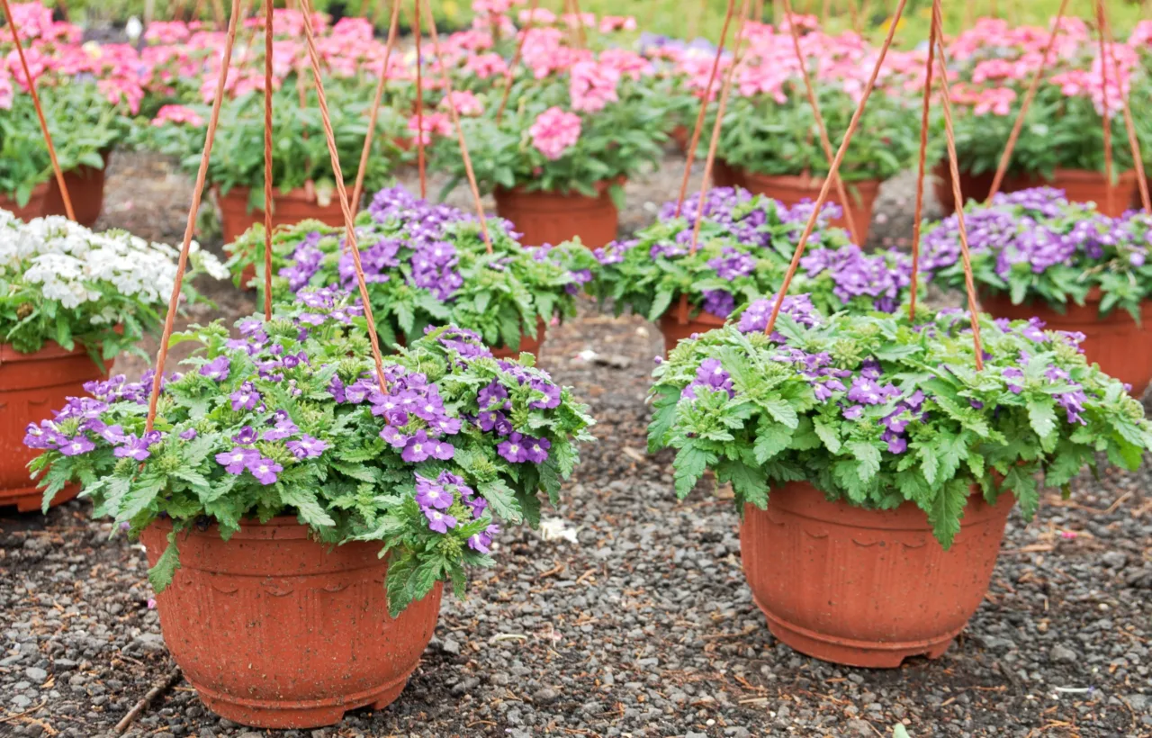 container perennials