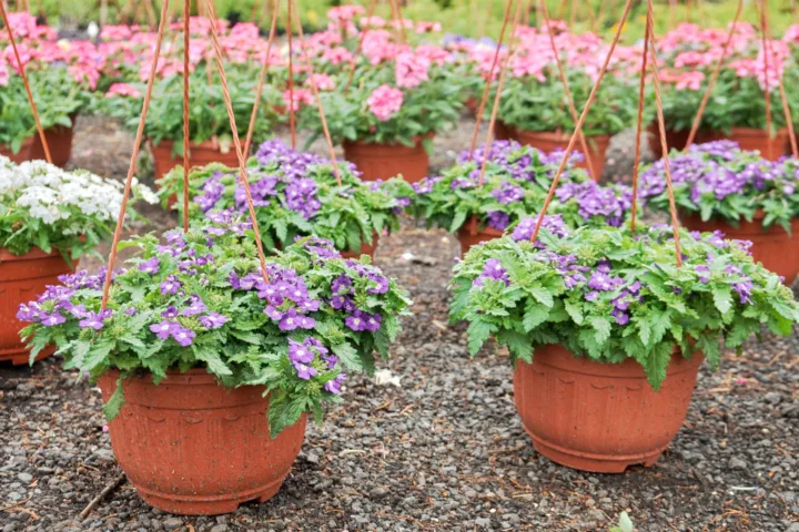 container perennials