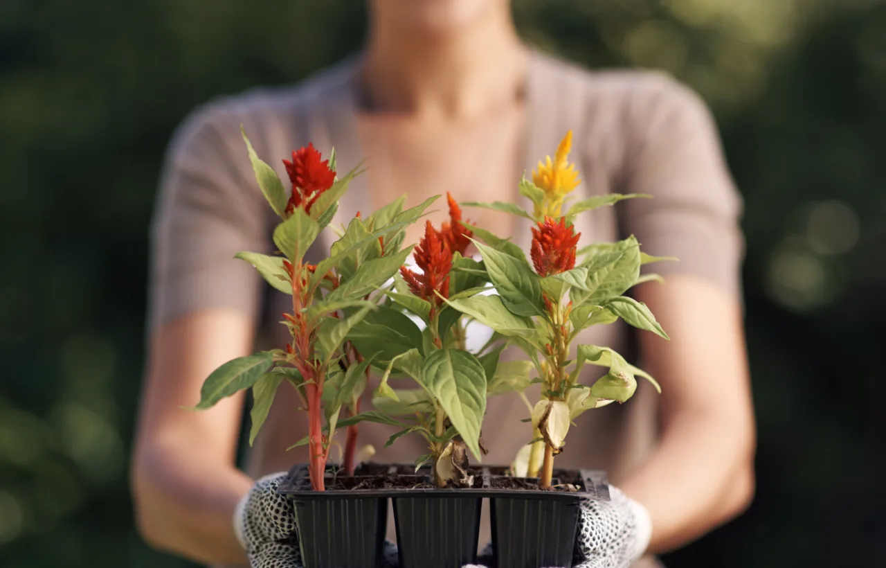 container planting
