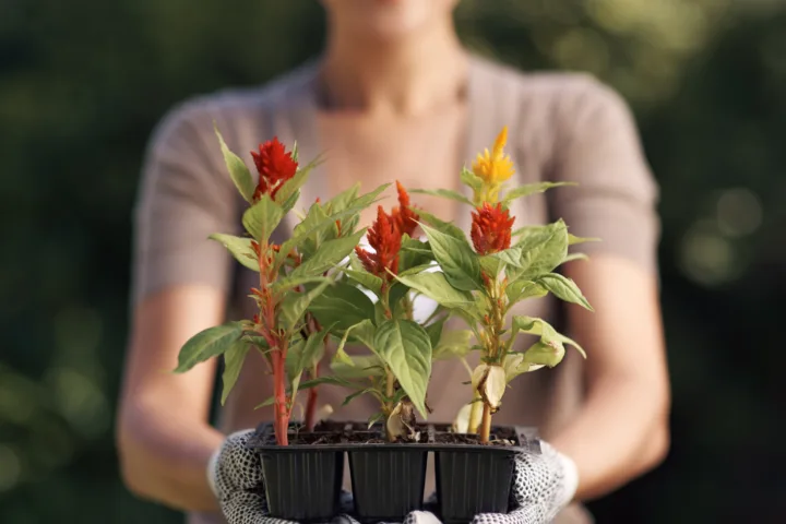 container planting