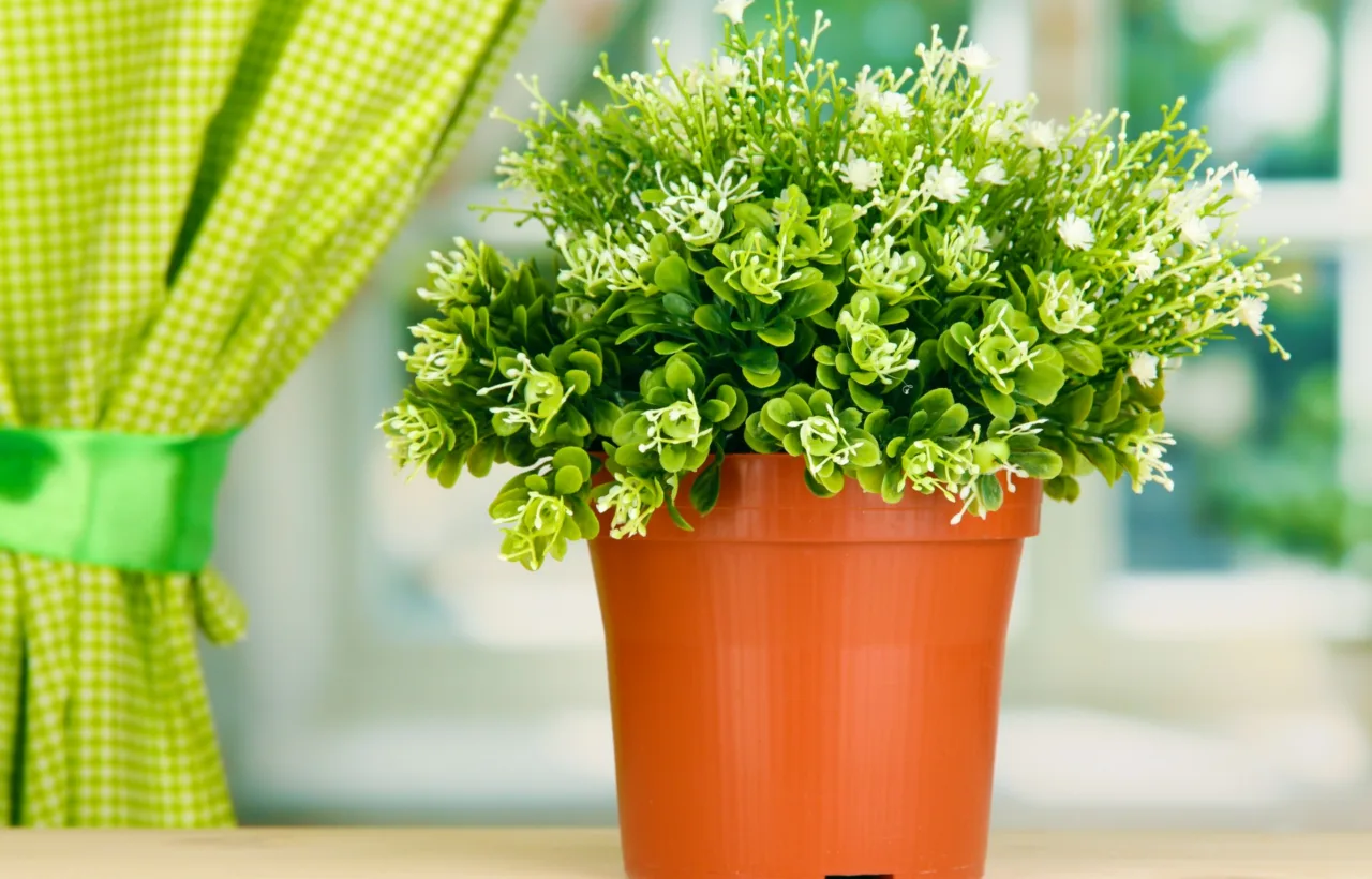 container planting ideas