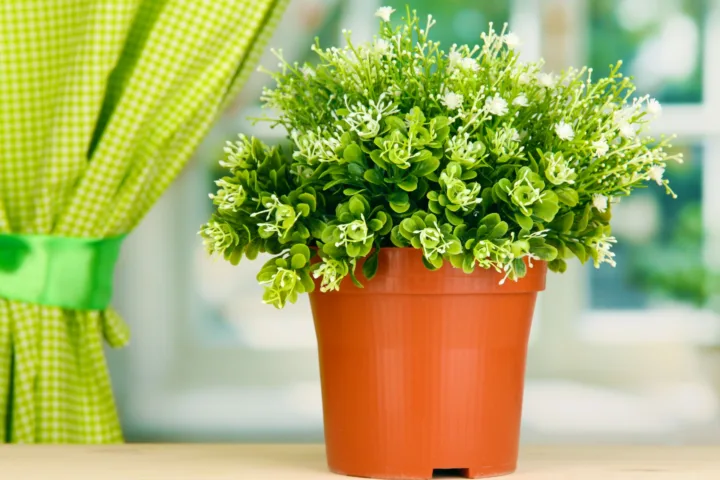 container planting ideas