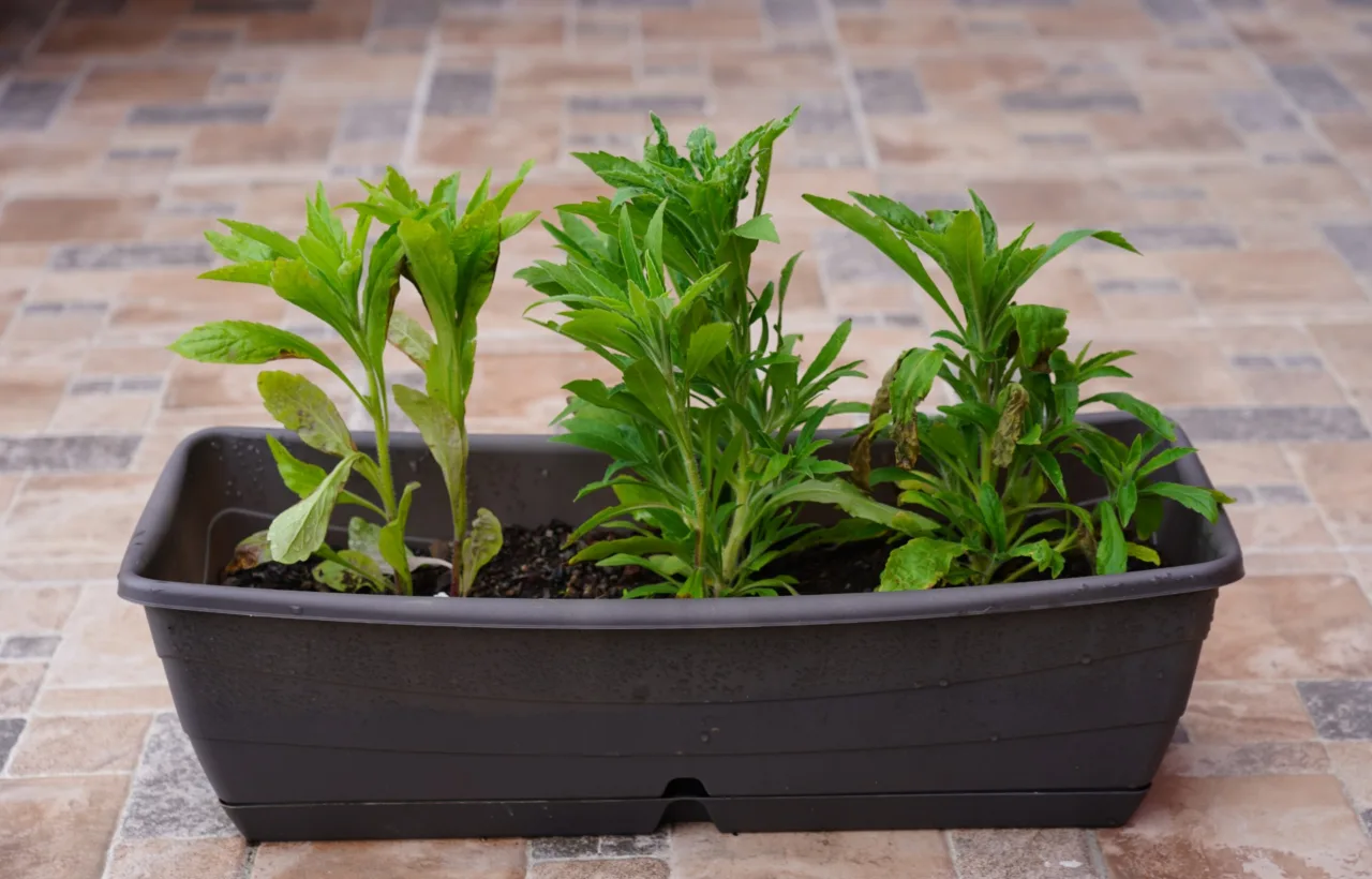 container plants