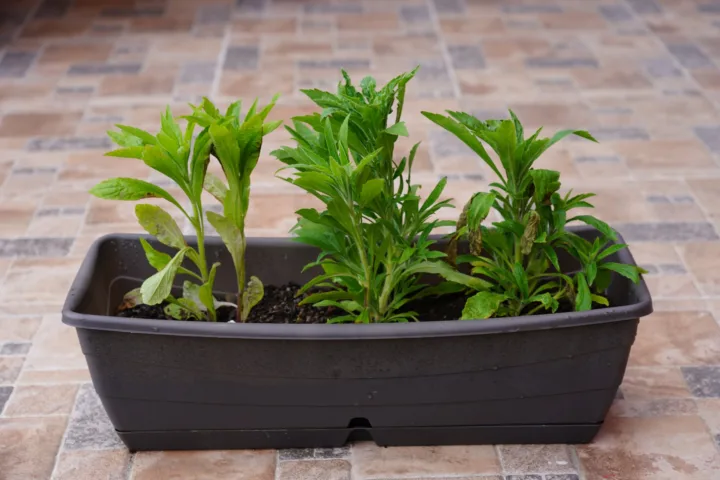 container plants