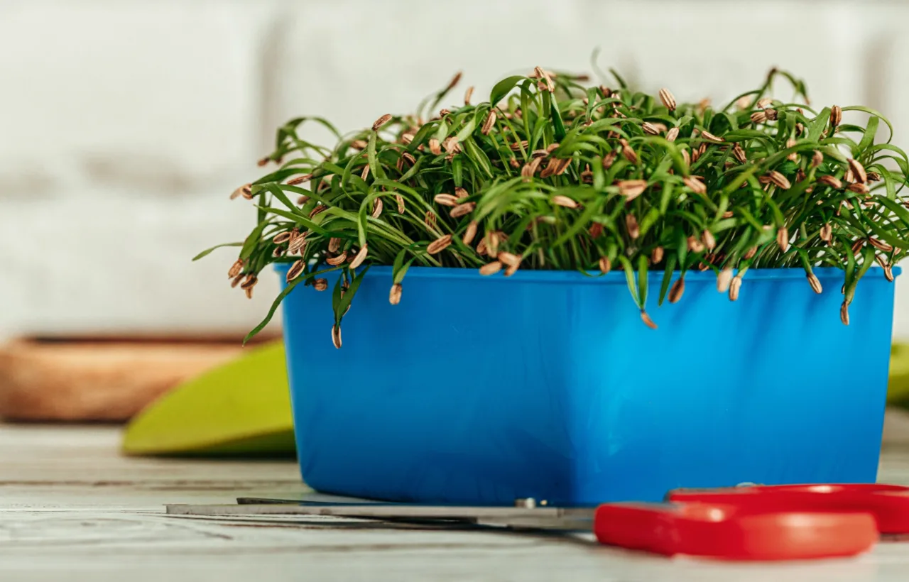 container plants for full sun and heat