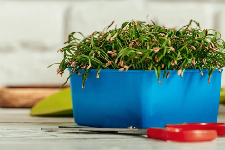 container plants for full sun and heat