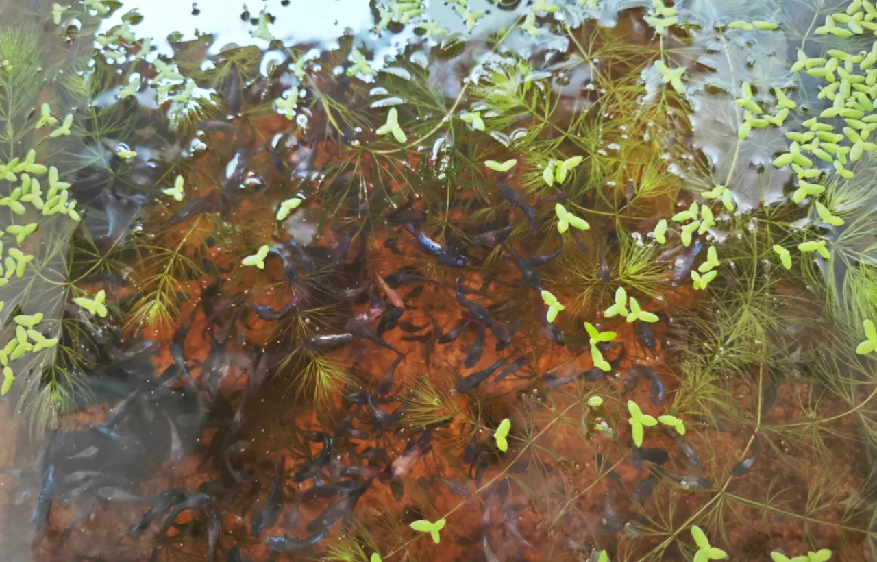 container pond with fish