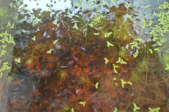 container pond with fish