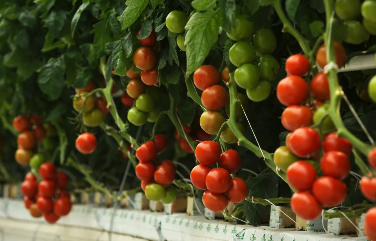container tomatoes growing