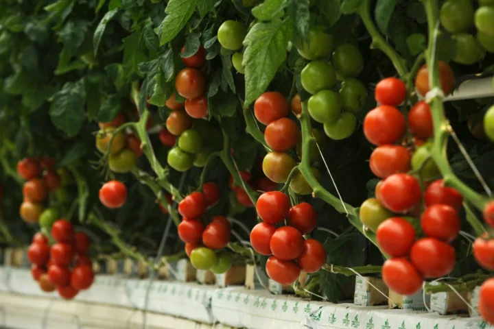 container tomatoes growing