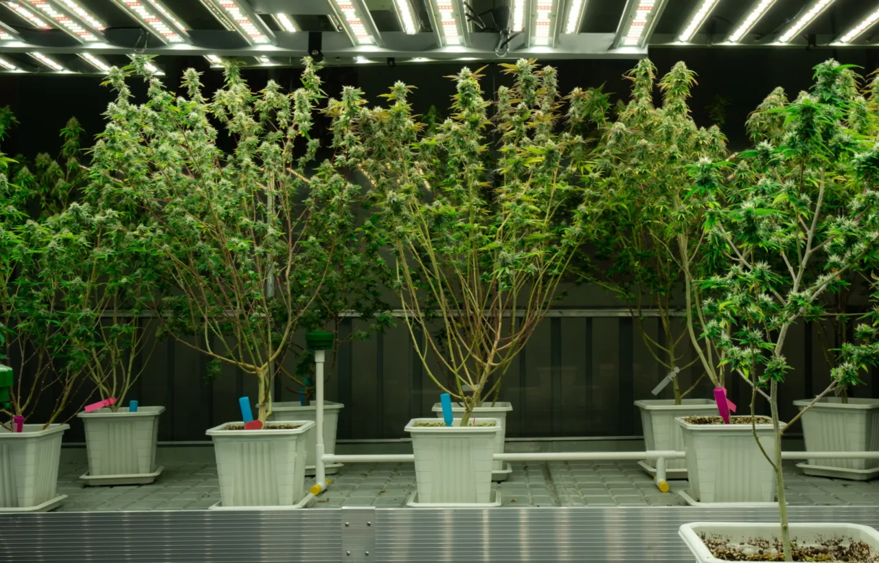 container trees