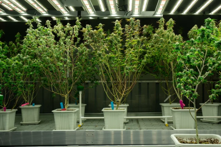 container trees